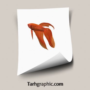 دانلود تصویر دوربری شده ماهی قرمز با فرمت PNG