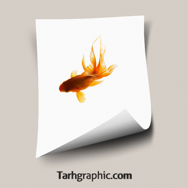 دانلود عکس دوربری شده ماهی قرمز
