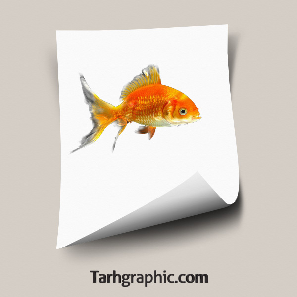 عکس PNG دوربری شده ماهی قرمز