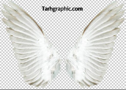 دانلود عکس دوربری شده بال فرشته با کیفیت بالا