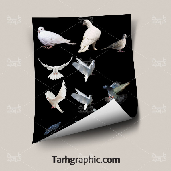 دانلود مجموعه 70 تصویر دوربری شده کبوتر با فرمت Png
