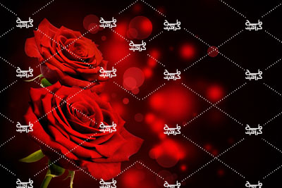 دانلود تصویر باکیفیت گل رز قرمز