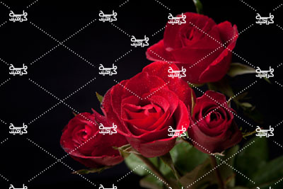 دانلود تصویر گل رز قرمز طبیعی