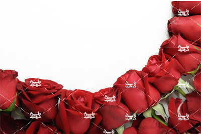 دانلود تصویر گل رز سرخ برای چاپ