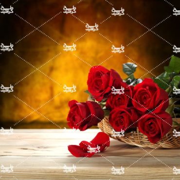 دانلود عکس گل رز سرخ برای بک گراند