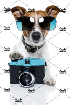 دانلود تصویر دوربین در دست سگ