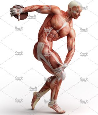 دانلود عکس آناتومی بدن انسان در حال ورزش کردن
