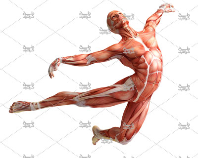 دانلود تصویر آناتومی انسان در حال رقصیدن