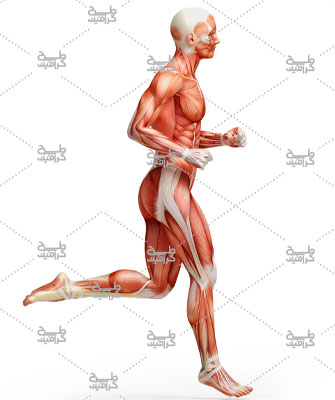 دانلود عکس آناتومی بدن انسان در حال دویدن