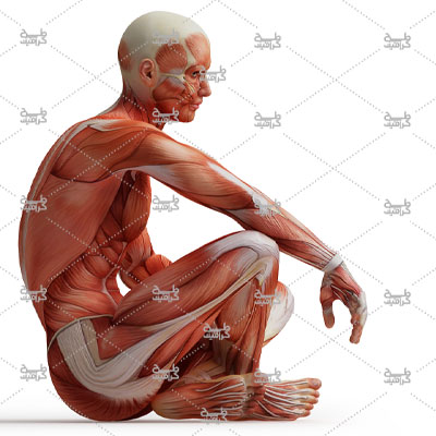 دانلود عکس آناتومی بدن انسان در حالت نشسته