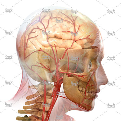 دانلود تصویر آناتومی صورت و گردن انسان در حالت نیمرخ