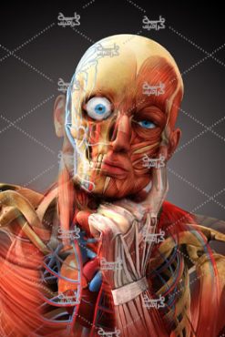 دانلود تصویر آناتومی صورت و چشم انسان