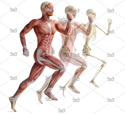 دانلود رایگان عکس آناتومی انسان در حالت دویدن