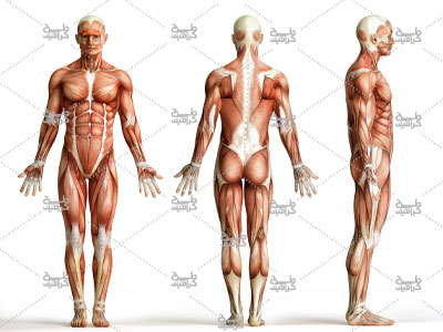 دانلود تصویر آناتومی بدن انسان در تمامی جهت ها