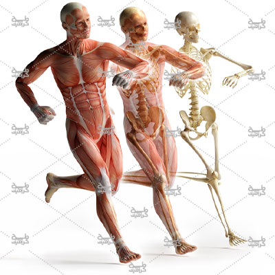 دانلود عکس آناتومی بدن انسان در حال بازی فوتبال