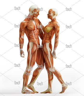 دانلود تصویر آناتومی بدن خانم و آقا
