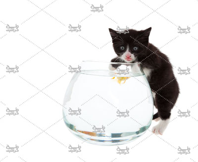 دانلود عکس گربه سیاه و تنگ ماهی