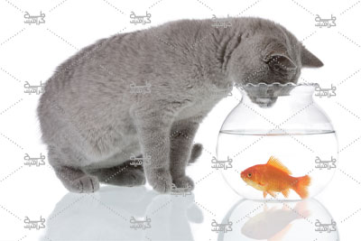 دانلود تصویر گربه و تنگ ماهی