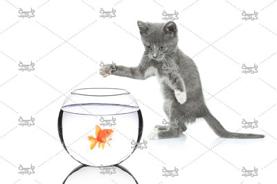 دانلود عکس گربه طوسی و تنگ ماهی