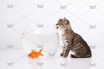 دانلود رایگان عکس گربه به همراه تنگ ماهی