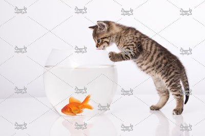 دانلود عکس گربه در حال دیدن تنگ ماهی