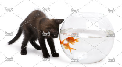 دانلود عکس گربه در حال بازی کردن با ماهی