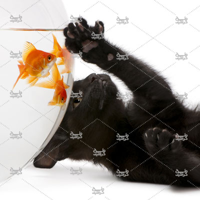 دانلود عکس گربه سیاه و تنگ ماهی بصورت رایگان