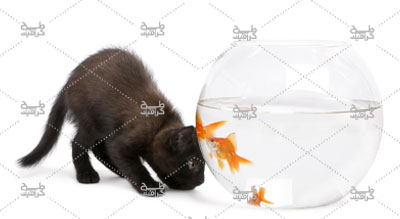 دانلود عکس تماشا کردن ماهی ها توسط گربه