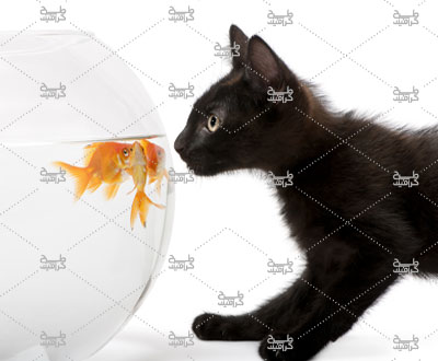 دانلود عکس گربه و تنگ ماهی باکیفیت بالا