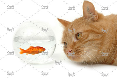 دانلود عکس گربه پشمالو در حال تماشای تنگ ماهی