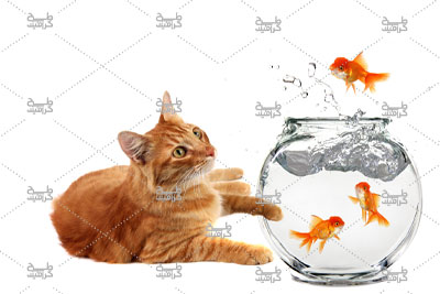 دانلود عکس گربه قهوه ای در حال بازی کردن با ماهی ها