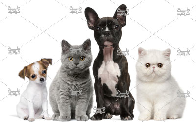 دانلود تصویر انواع سگ و گربه
