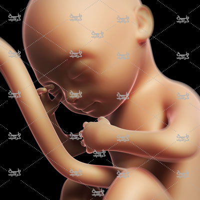 دانلود تصویر جنین در روز های ابتدایی
