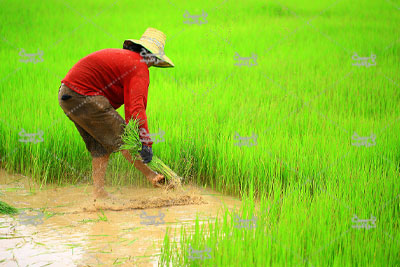 دانلود تصویر کاشت برنج