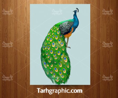 طرح وکتور نقاشی طاووس با فرمت Eps