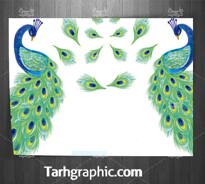 دانلود طرح وکتور نقاشی طاووس با فرمت Eps