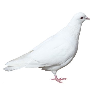 تصویر PNG و کیفیت بالای کبوتر