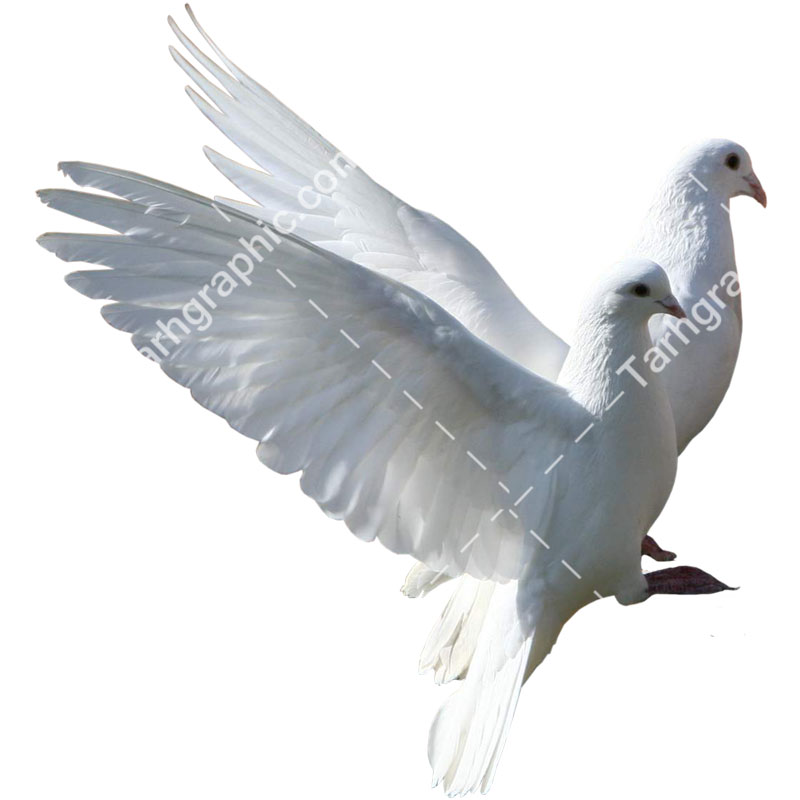 عکس PNG و کیفیت بالای کبوتر