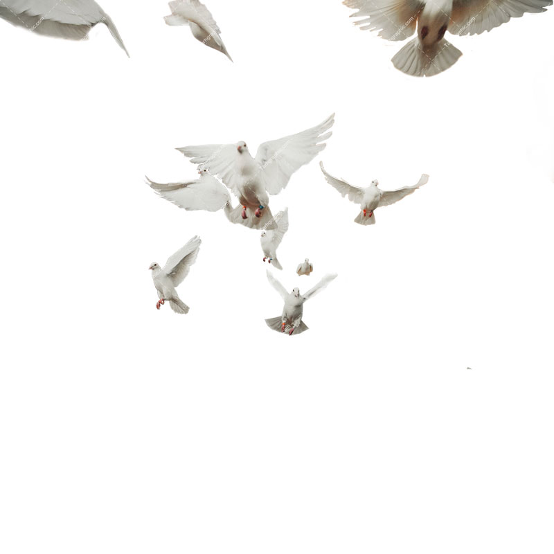 دانلود تصویر با کیفیت از کبوتران