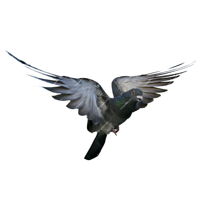 عکس کبوتر در پرواز