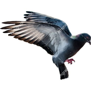دانلود عکس RGB از کبوتر