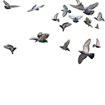 دانلود تصویر RGB از کبوتران