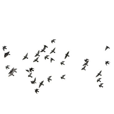 تصویر دوربری پرندگان از نمایی زیبا