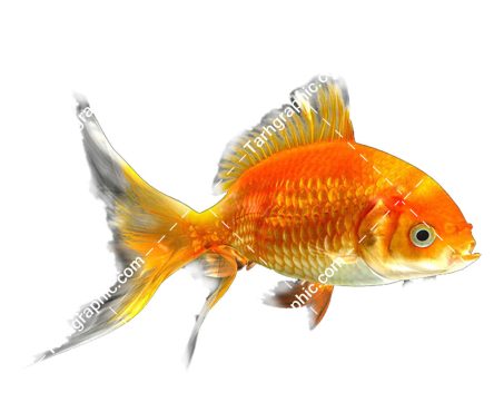 عکس png ماهی قرمز