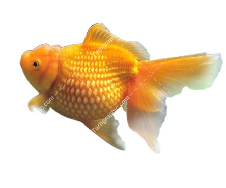عکس ماهی قرمز با فرمت RGB