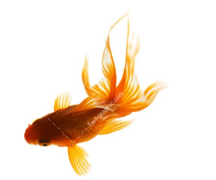 عکس دوربری زیبا از ماهی قرمز