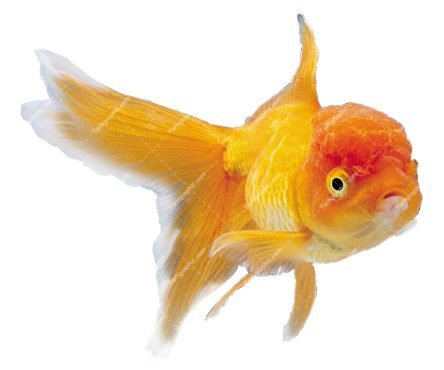 تصویر PNG ماهی