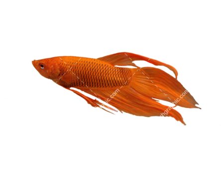 عکس PNG ماهی
