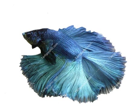 تصویر دوربری ماهی آکواریومی آبی رنگ