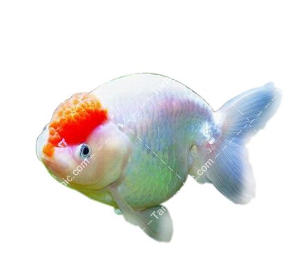 تصویر png ماهی آکواریومی